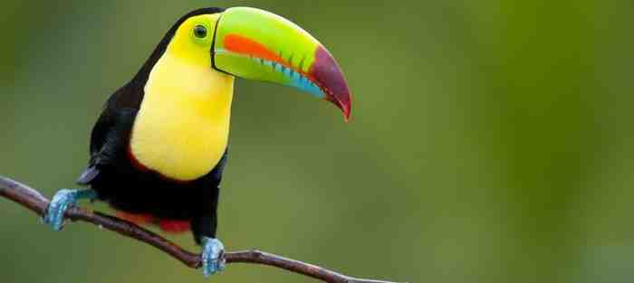 Où voir des animaux au Costa Rica ?