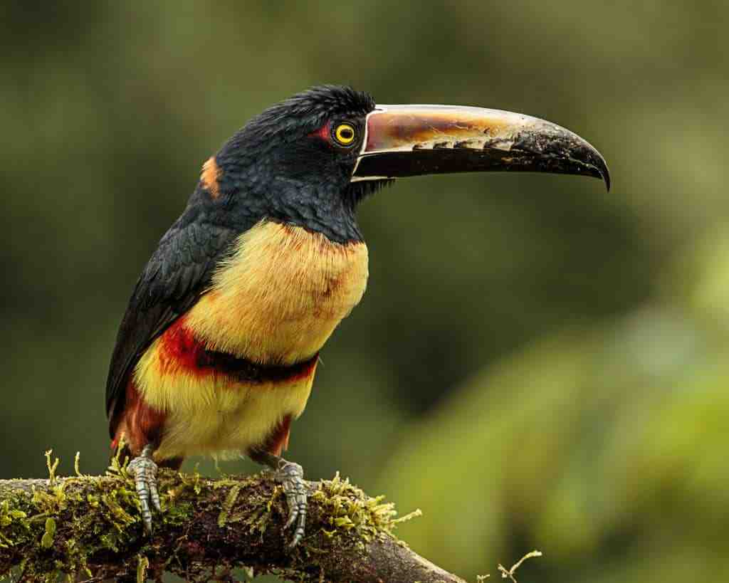 Où voir des oiseaux au Costa Rica ?
