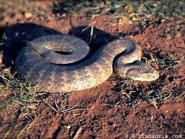 Quel est le plus grand serpent venimeux au monde ?