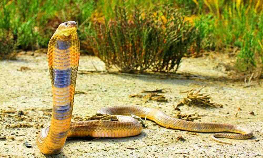 Quel est le serpent le plus dangereux de France ?