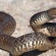 Quel est le serpent le plus dangereux du monde ?
