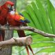 Quelle espèce d'oiseau en danger d'extinction peut être trouvée au Costa Rica ?