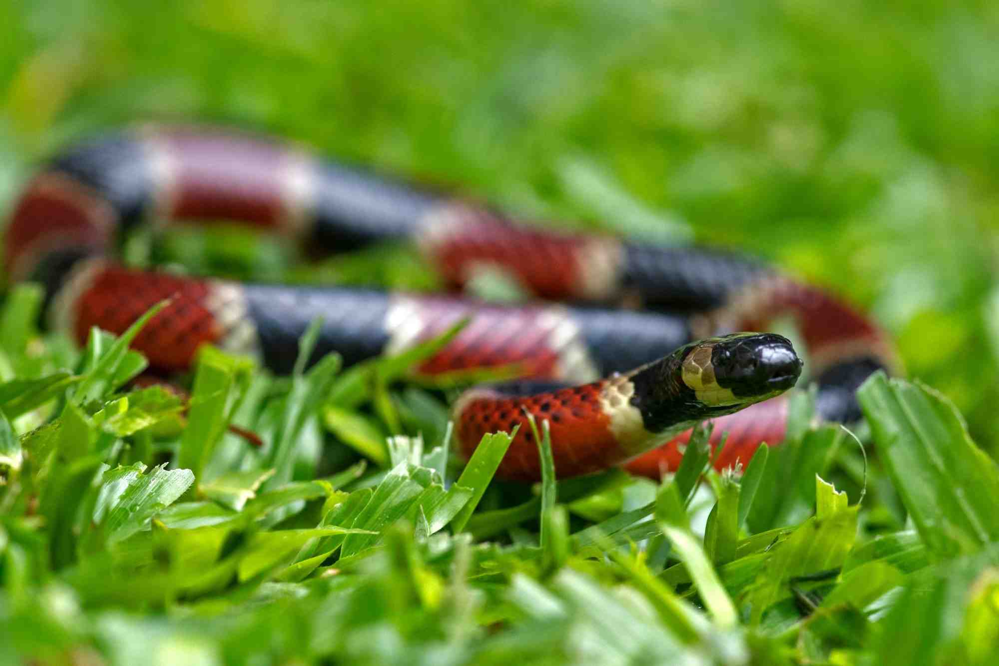 Quels sont les serpents les plus dangereux au monde ?