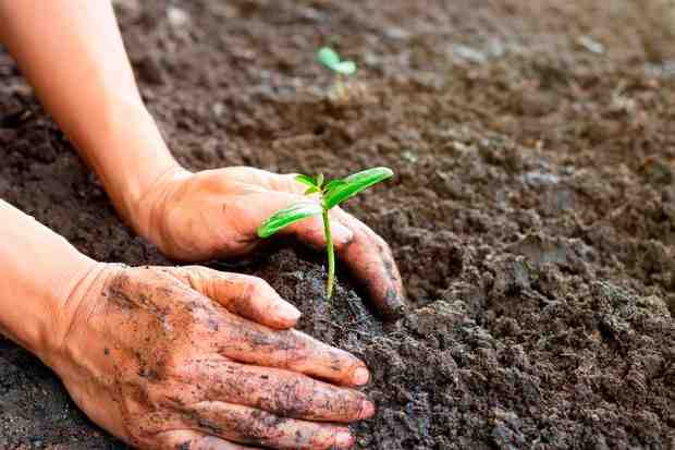 ¿Cómo saber si la tierra es buena para sembrar?
